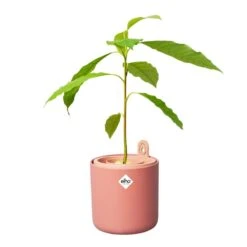 Elho Amazing Avocado Pot Bruin -Planten Verkoop elho amazing avocado pot bruin 1000x1000 64aeba7c1a4a9 l