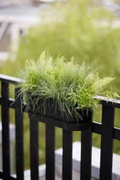 Elho Plantenbak Greenville Easy Balcony 52cm Zwart -Planten Verkoop elho plantenbak greenville easy balcony 52cm zwart 534x800 620e3d739f18a l