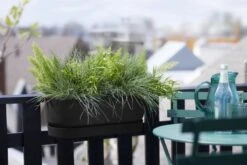 Elho Plantenbak Greenville Easy Balcony 52cm Zwart -Planten Verkoop elho plantenbak greenville easy balcony 52cm zwart 800x534 620e3d73e2a5d l