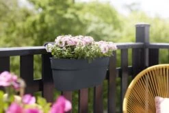 Elho Plantenbak Vibia Campana Easy Hanger Large Grijs -Planten Verkoop elho plantenbak vibia campana easy hanger large grijs 800x534 620e3ce68654e l