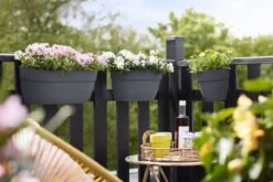 Elho Plantenbak Vibia Campana Easy Hanger Large Grijs -Planten Verkoop elho plantenbak vibia campana easy hanger large grijs 800x534 620e3ce6bad5e l