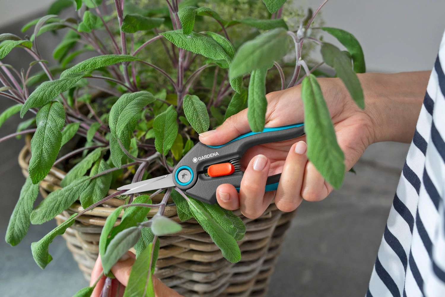 GARDENA FreshCut 6 GARDENA FreshCut - Afbeelding 4