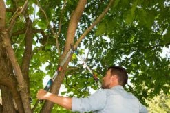 GARDENA Takkenschaar TeleCut Long 650-900 B -Planten Verkoop gardena telecut long 650 900b 1500x1001 640af7f15744f l