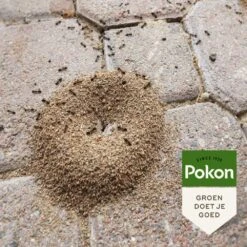 Pokon Tegen Mieren Korrels 400gr 11 Pokon Tegen Mieren Korrels 400gr -Planten Verkoop pokon tegen mieren korrels 400gr 1000x1000 6221fb52c5ede l