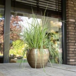 Pot Rowen Gold D22 H17 -Planten Verkoop pot rowen gold d22 h17 1000x1000 6427f8000f51d l