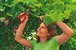 WOLF-Garten Aambeeld Snoeischaar Comfort Plus RS2500 -Planten Verkoop wolf garten aambeeld snoeischaar comfort plus rs2500 1619177787 1 l